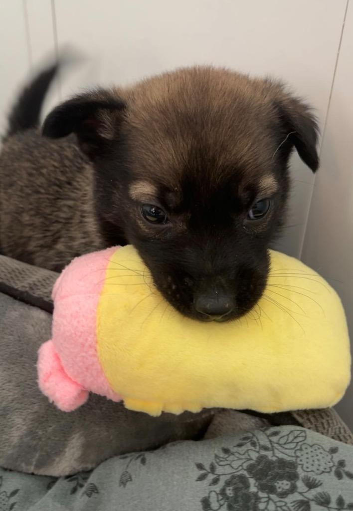 Enlarge Myles Garrett, a Adoptable mixed breed in Winnipeg, MB image 2/2