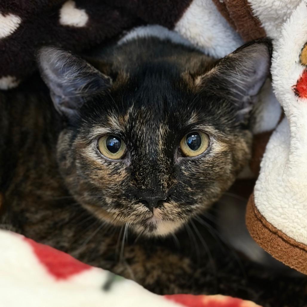 Bell (Purrrjury), a Adoptable Domestic Short Hair in Rifle, CO image 1/4