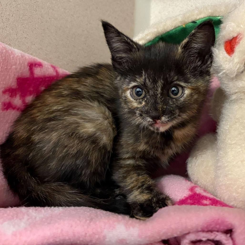 Bell (Purrrjury), a Adoptable Domestic Short Hair in Rifle, CO image 2/4