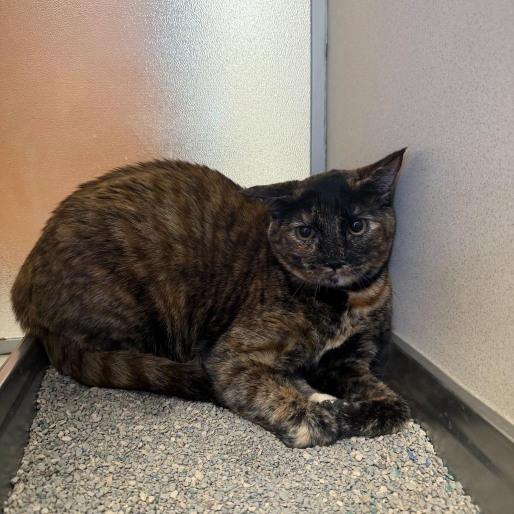 Bell (Purrrjury), a Adoptable Domestic Short Hair in Rifle, CO image 3/4