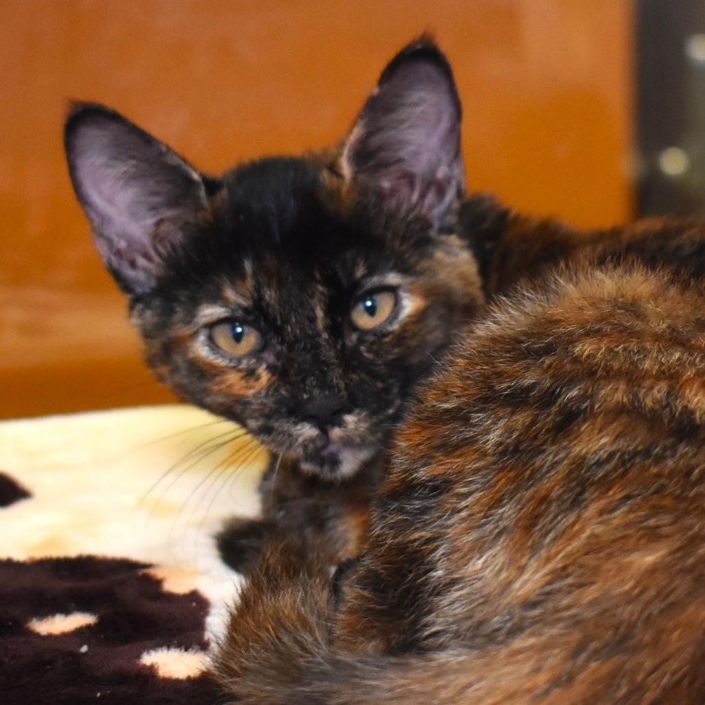Bell (Purrrjury), a Adoptable Domestic Short Hair in Rifle, CO image 4/4