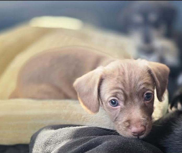 Sampson, a ADOPTABLE mixed breed in Conifer, CO image 1/2