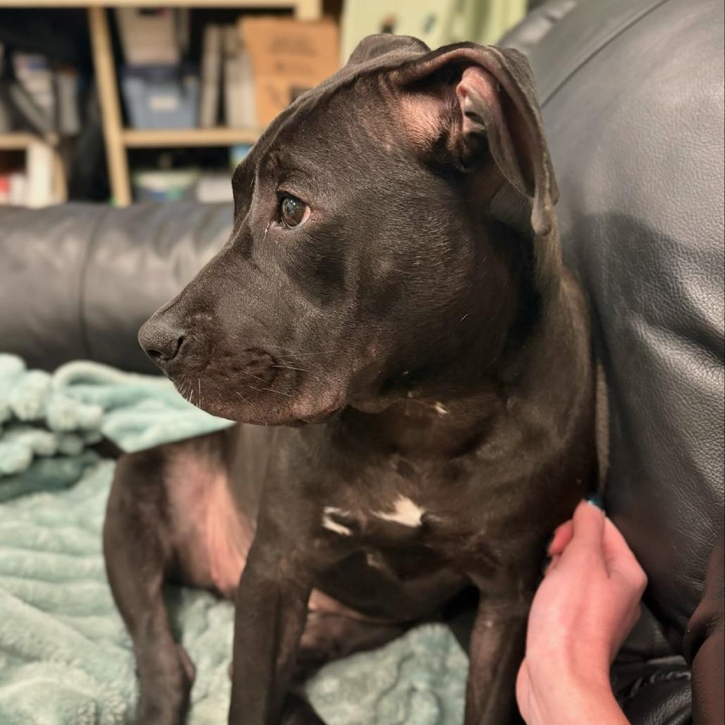 Matilda, Adoptable, Young Female English Bulldog & Mixed Breed.