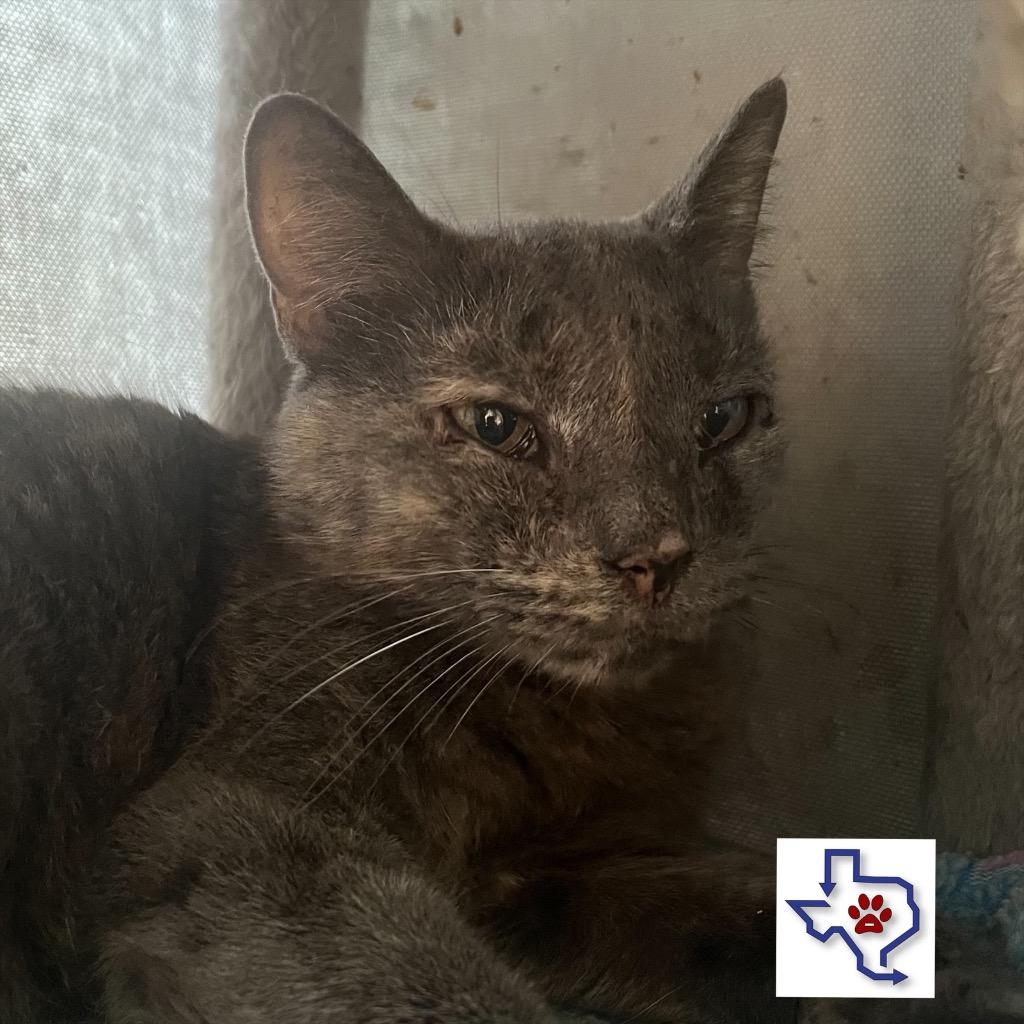 Amaya, a Adoptable mixed breed in Houston, TX image 1/2