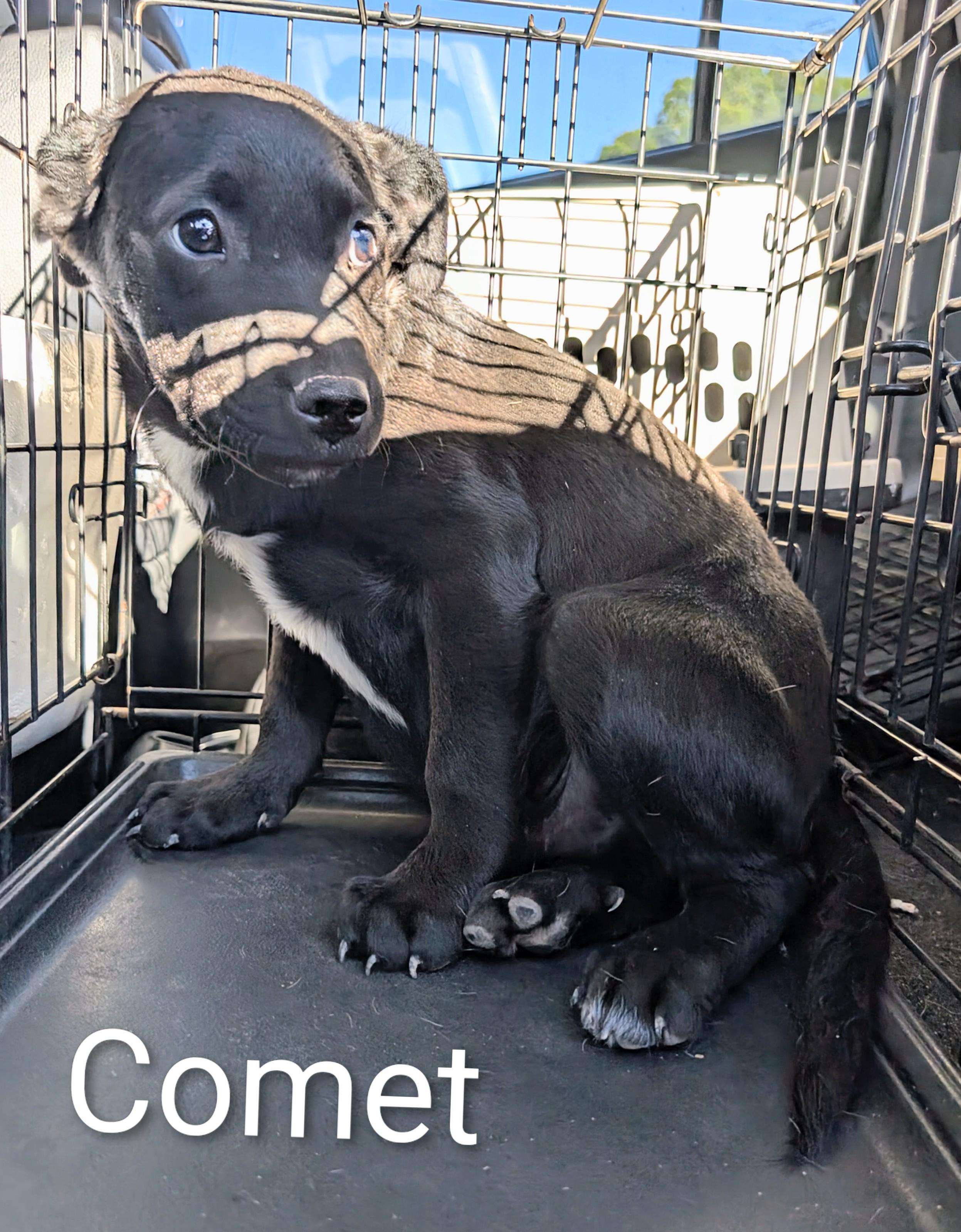 Comet, ADOPTABLE, Puppy Male Labrador Retriever.