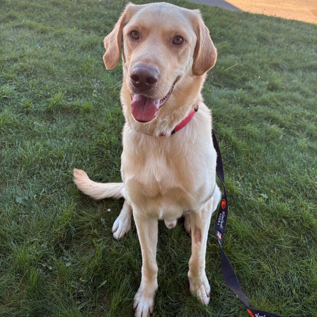 Enlarge Ranger, a Adoptable mixed breed in Saskatoon, SK image 1/5