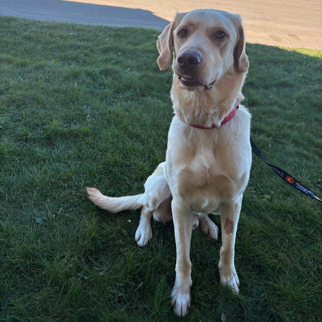 Enlarge Ranger, a Adoptable mixed breed in Saskatoon, SK image 2/5