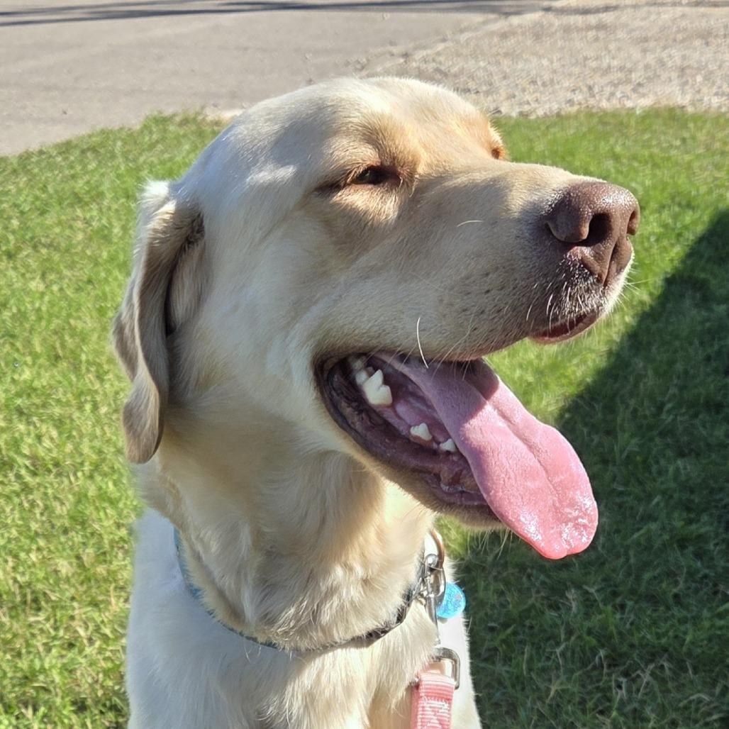 Enlarge Ranger, a Adoptable mixed breed in Saskatoon, SK image 3/5