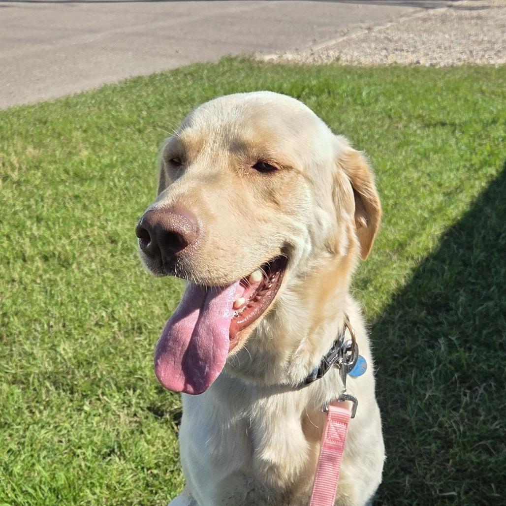 Enlarge Ranger, a Adoptable mixed breed in Saskatoon, SK image 4/5