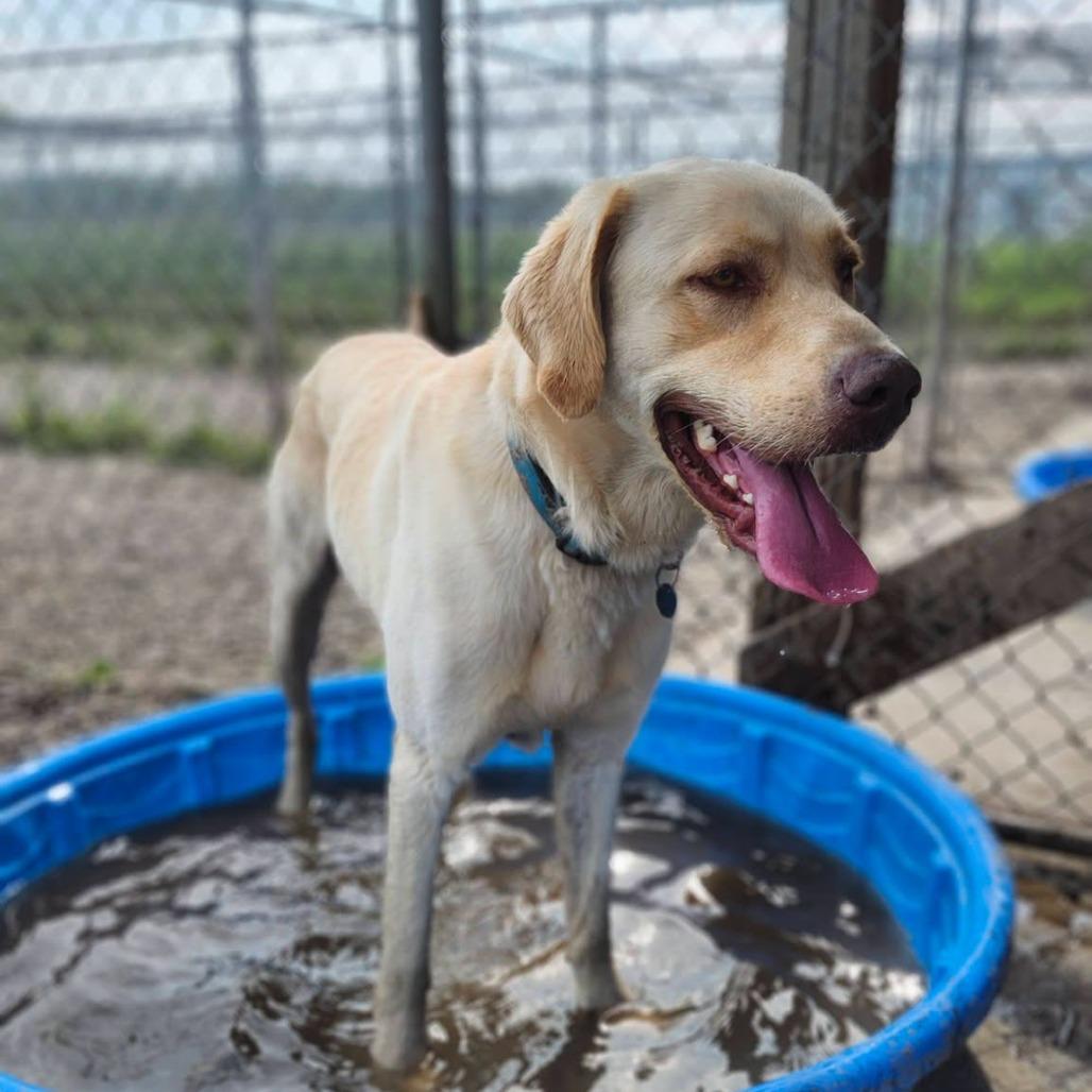 Enlarge Ranger, a Adoptable mixed breed in Saskatoon, SK image 5/5