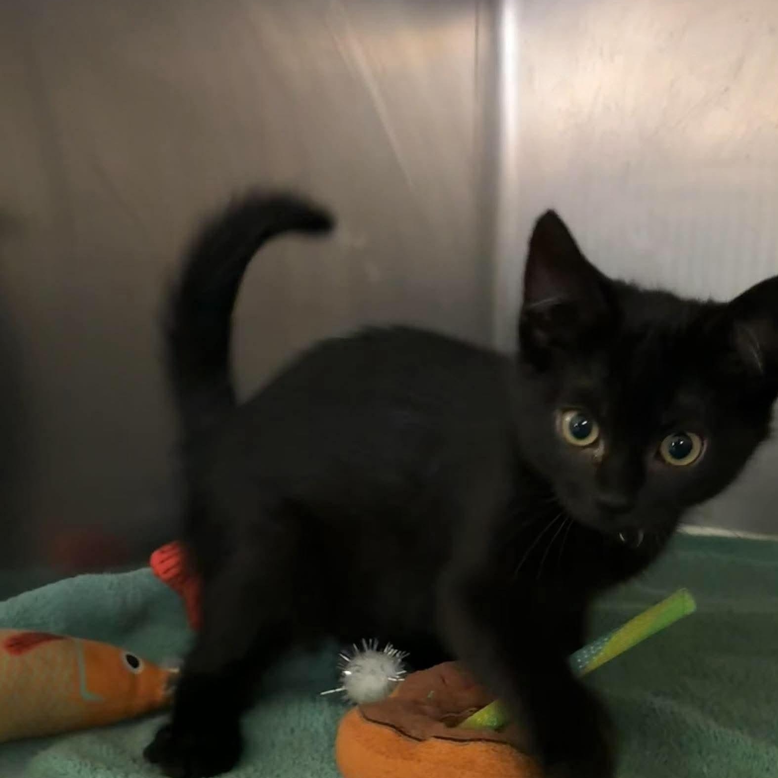 Runner, Adoptable, Kitten Female Domestic Short Hair.