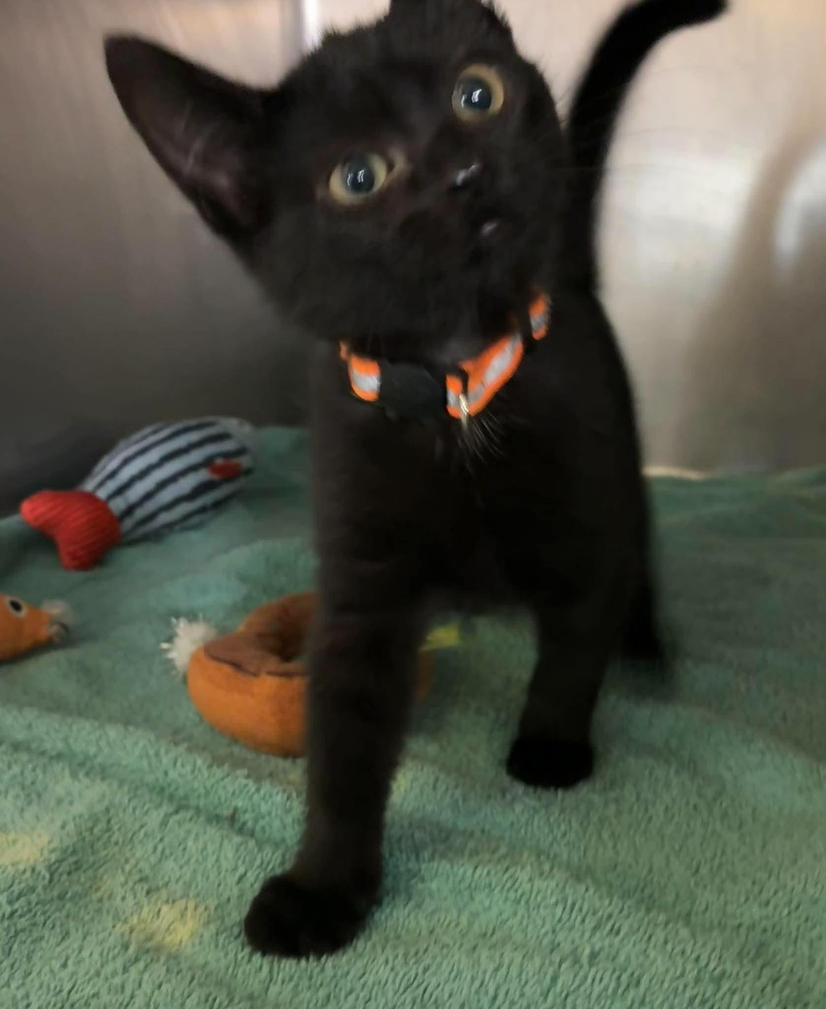 Enlarge Runner, a Adoptable mixed breed in Petersburg, IL image 2/5