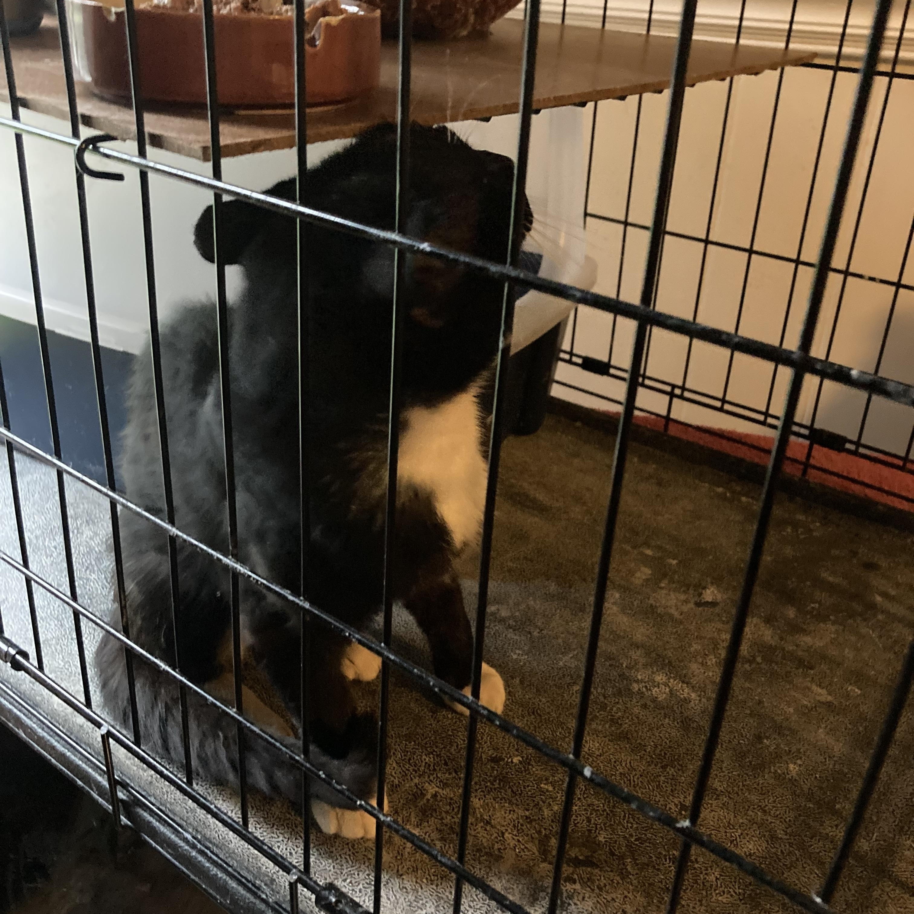 Enlarge Outdoor Hobo, a Adopted Domestic Short Hair in Greensboro, NC image 1/4