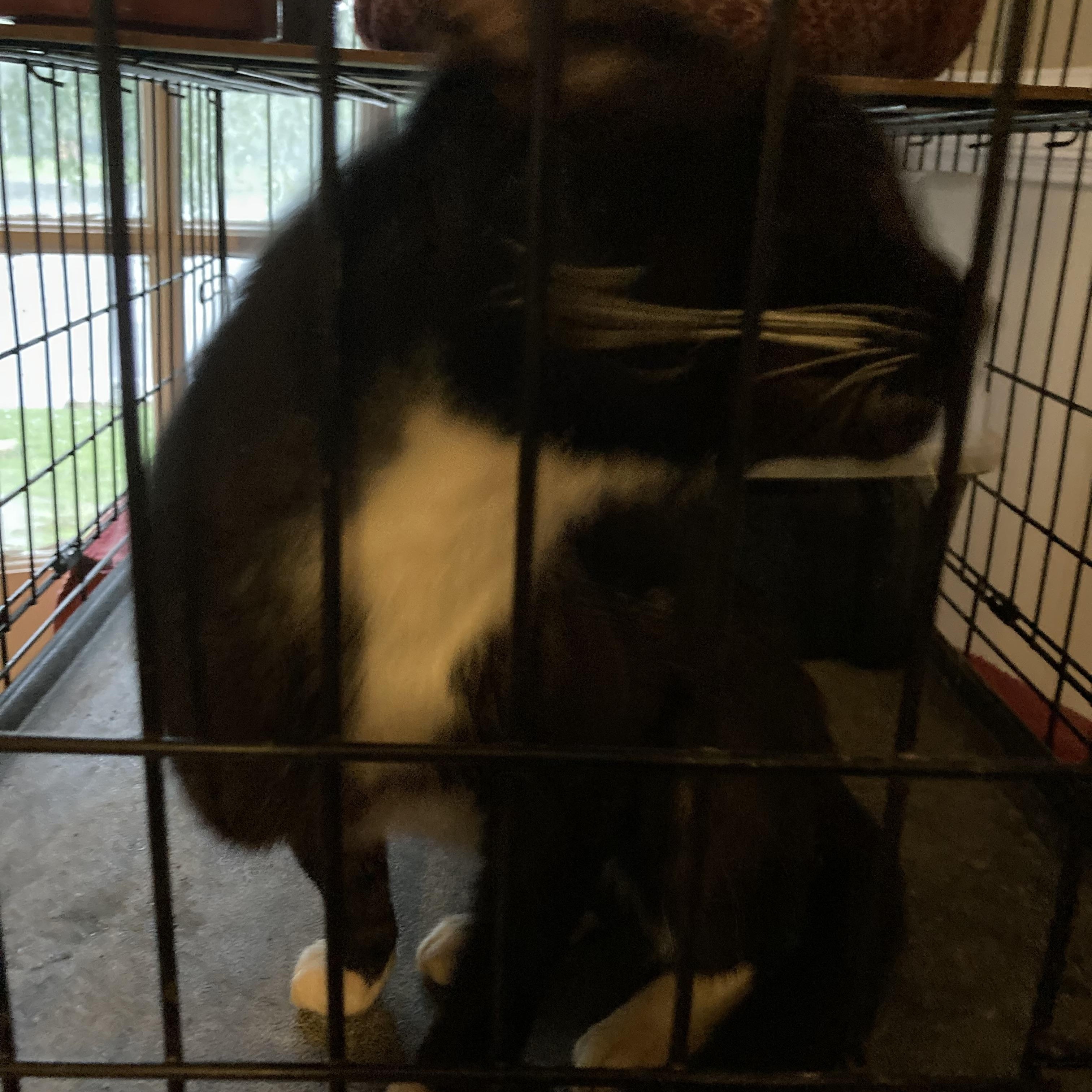 Enlarge Outdoor Hobo, a Adopted Domestic Short Hair in Greensboro, NC image 2/4