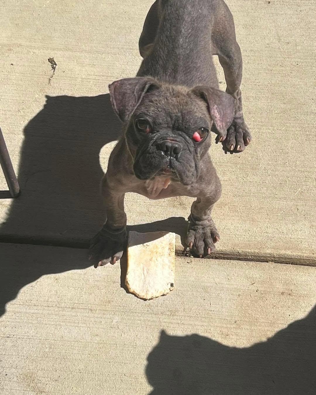 Bones, ADOPTABLE, Adult Male French Bulldog & Boston Terrier.