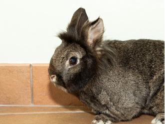 Enlarge MEADOW BUN, a Adoptable Bunny Rabbit in Denver, CO image 1/1