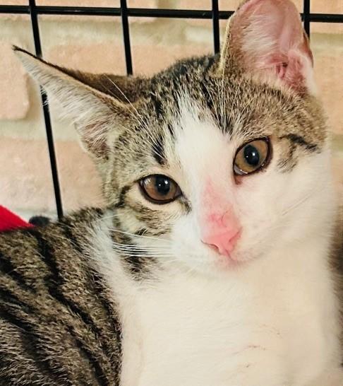 Avery, Adoptable, Young Male Domestic Short Hair & Tabby.