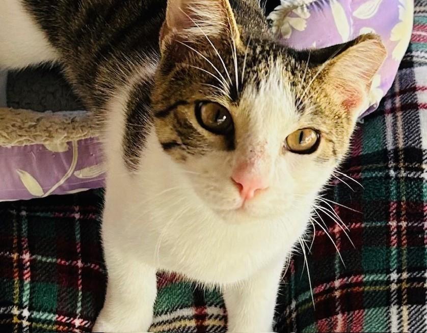 Avery, a Adoptable mixed breed in Austin, TX image 2/5