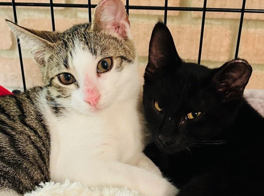 Avery, a Adoptable mixed breed in Austin, TX image 4/5