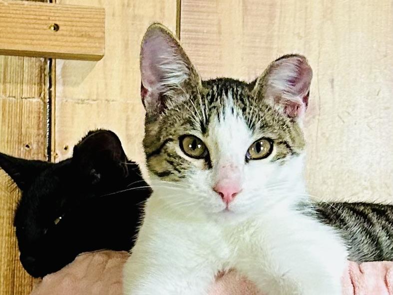 Avery, a Adoptable mixed breed in Austin, TX image 5/5