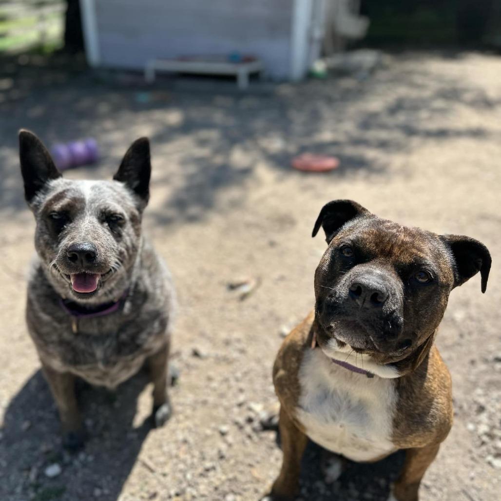 Enlarge Marley, a Adoptable Australian Cattle Dog / Blue Heeler in Lompoc, CA image 1/6