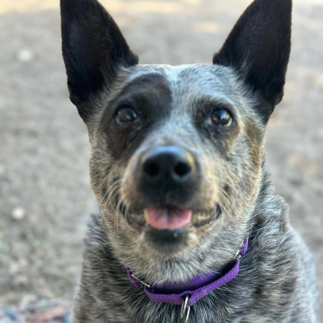 Enlarge Marley, a Adoptable Australian Cattle Dog / Blue Heeler in Lompoc, CA image 2/6