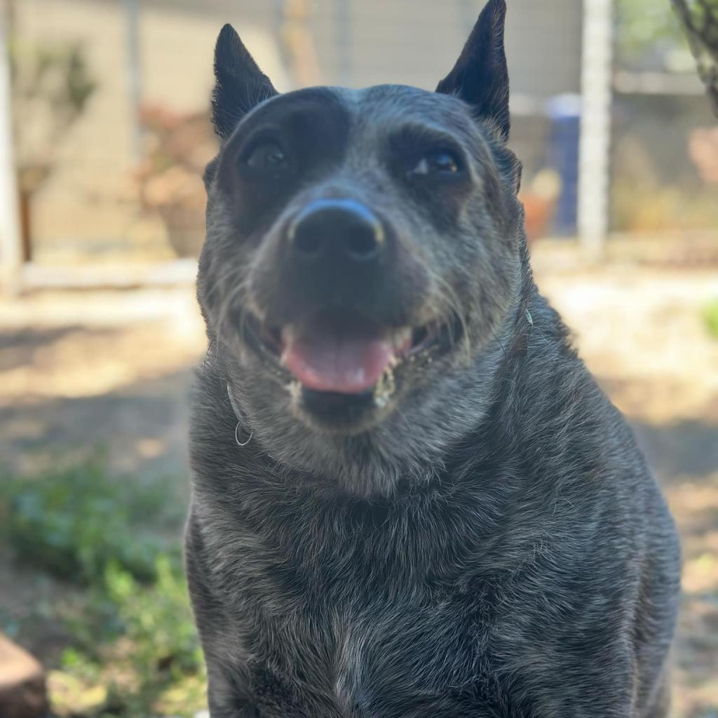 Enlarge Marley, a Adoptable Australian Cattle Dog / Blue Heeler in Lompoc, CA image 3/6