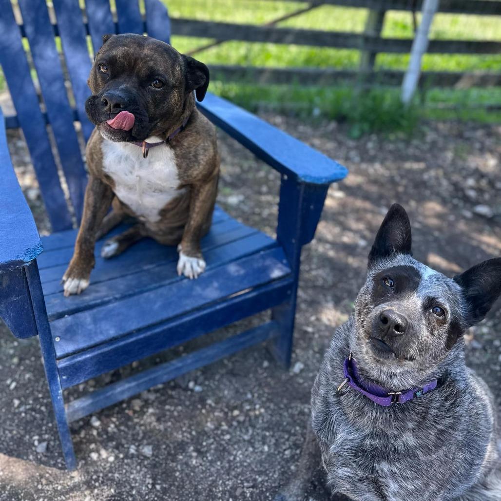 Enlarge Marley, a Adoptable Australian Cattle Dog / Blue Heeler in Lompoc, CA image 4/6