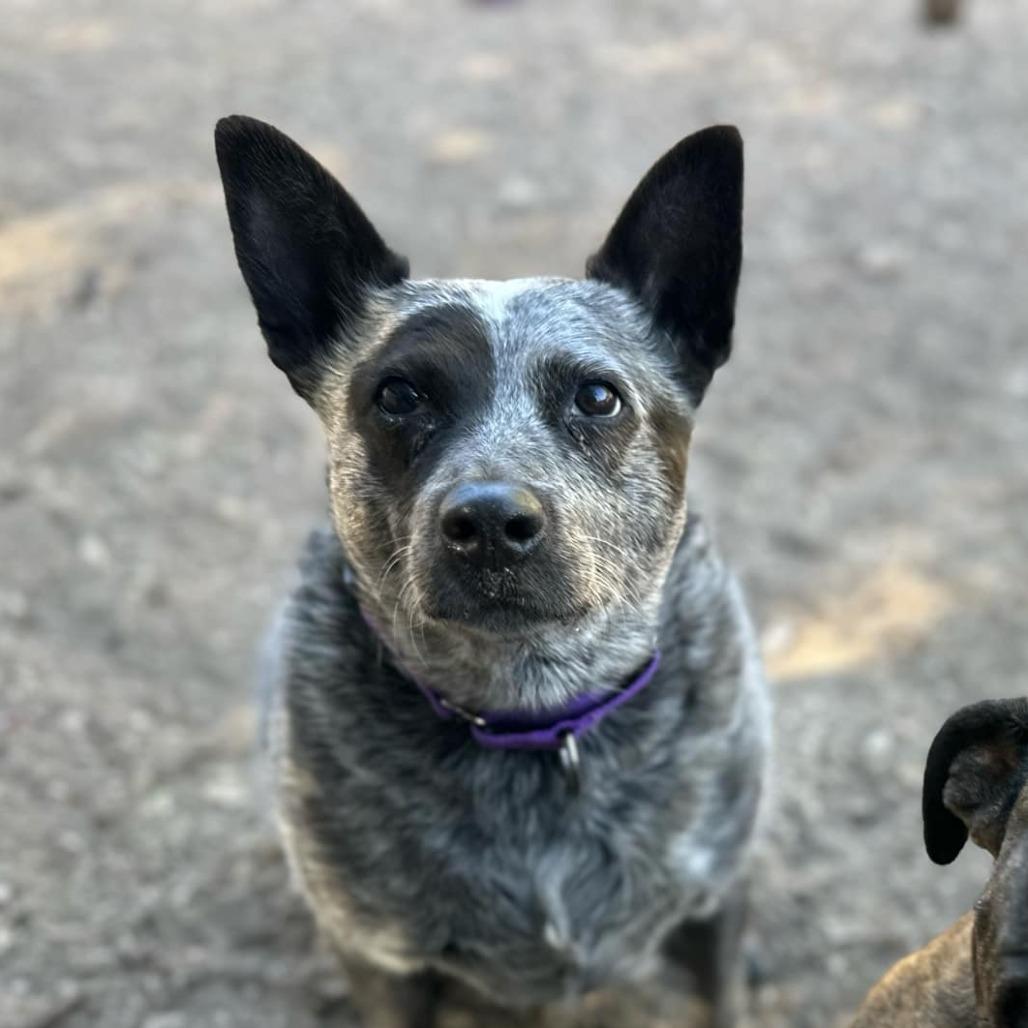 Enlarge Marley, a Adoptable Australian Cattle Dog / Blue Heeler in Lompoc, CA image 5/6