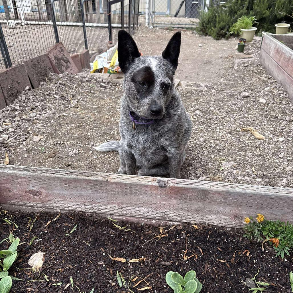 Enlarge Marley, a Adoptable Australian Cattle Dog / Blue Heeler in Lompoc, CA image 6/6