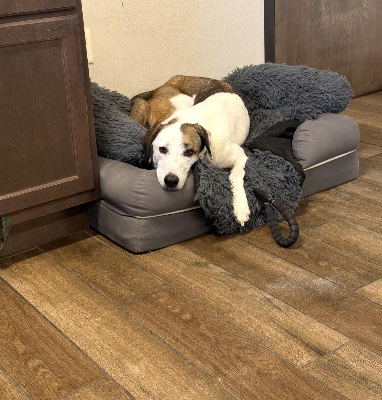 Enlarge Zoey , a ADOPTABLE Anatolian Shepherd in Colorado Springs , CO image 3/4