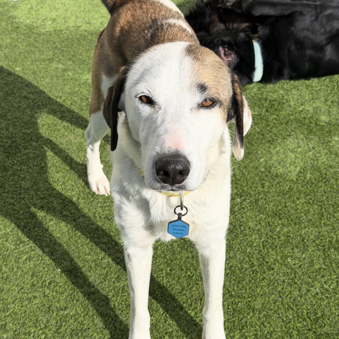 Zoey , ADOPTABLE, Young Female Anatolian Shepherd.