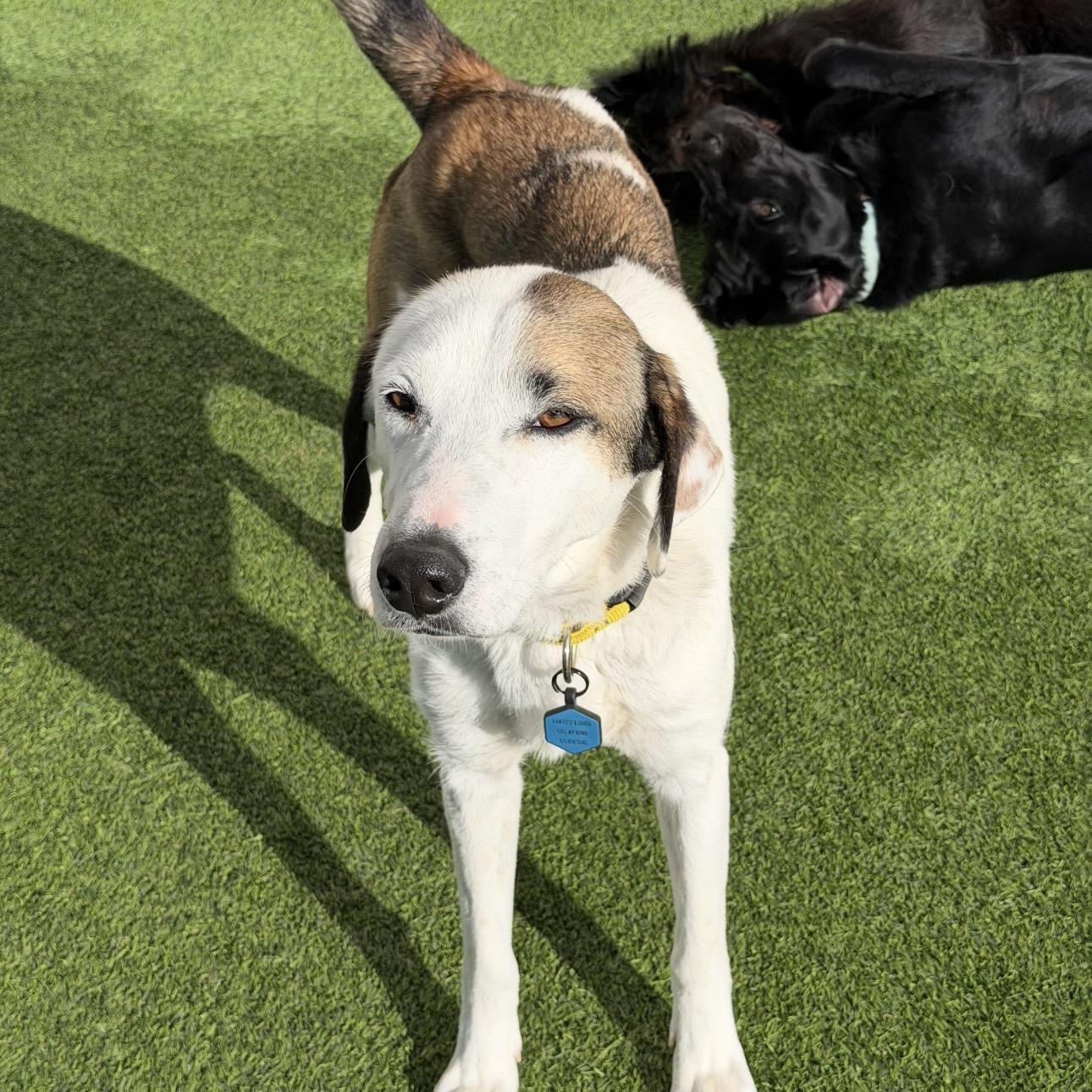 Enlarge Zoey , a ADOPTABLE Anatolian Shepherd in Colorado Springs , CO image 4/4