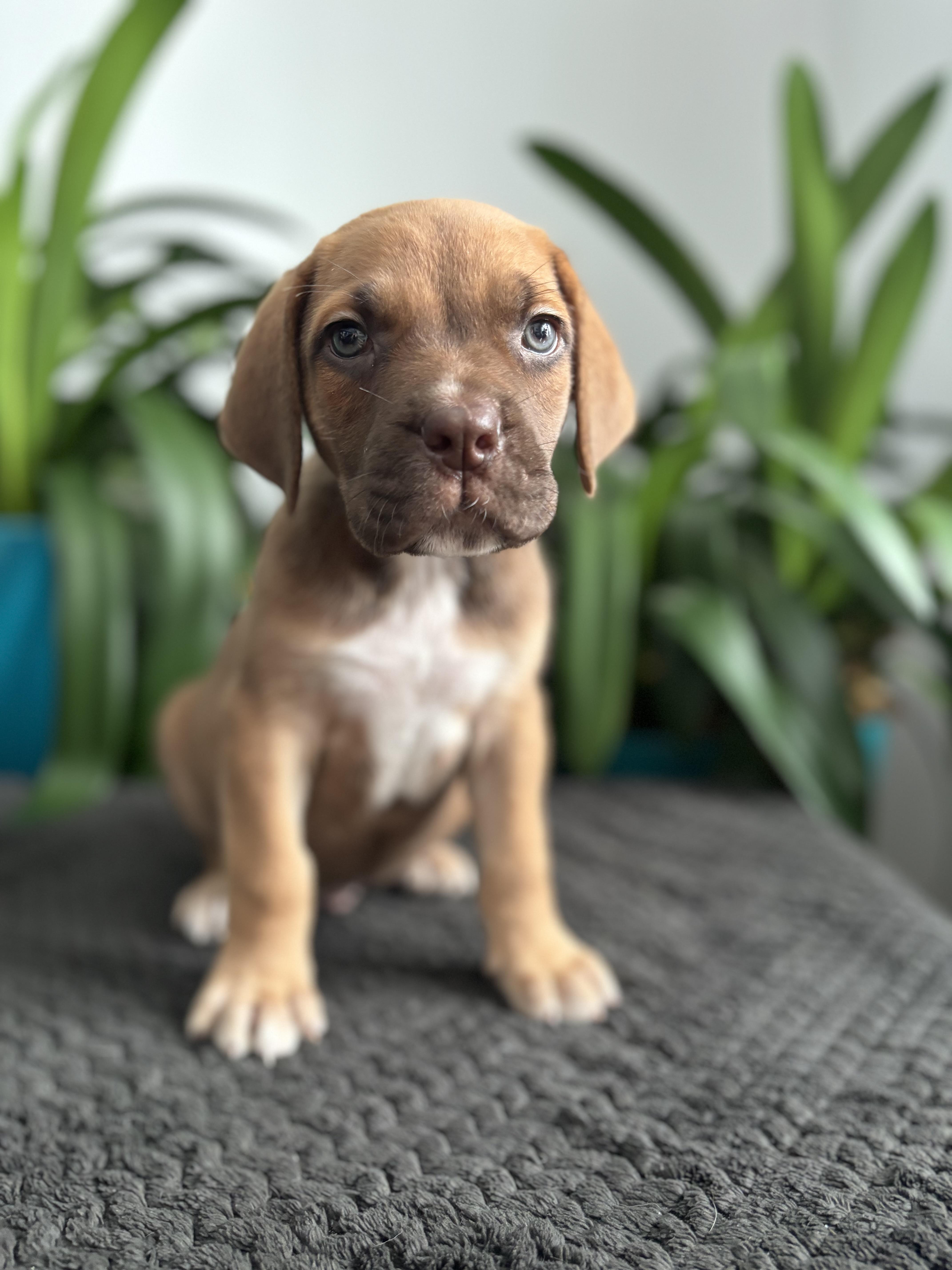 Stuie, adopted, Puppy Male Mastiff.