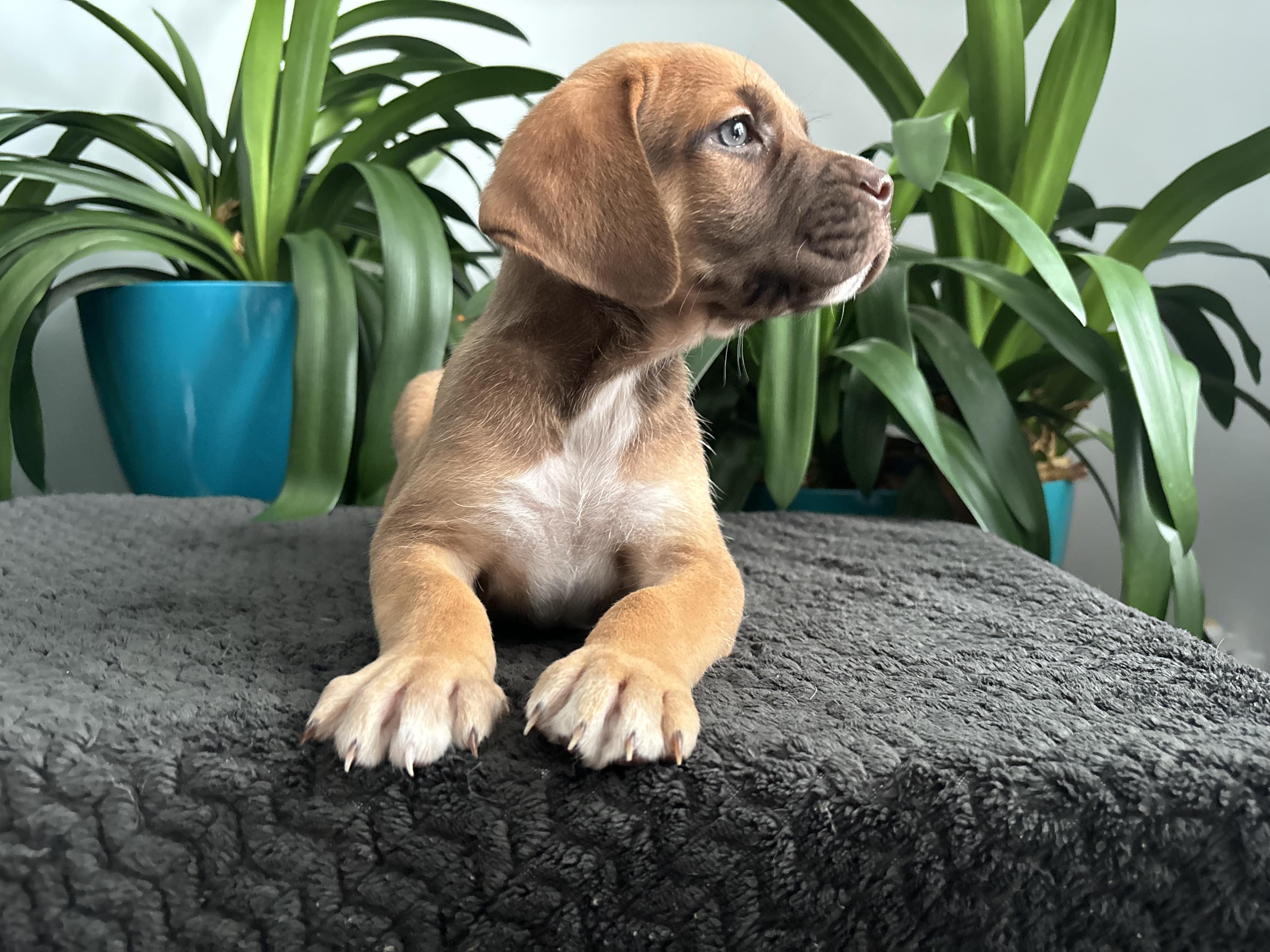 Enlarge Stuie, an adopted mixed breed in Winnipeg, MB image 2/5