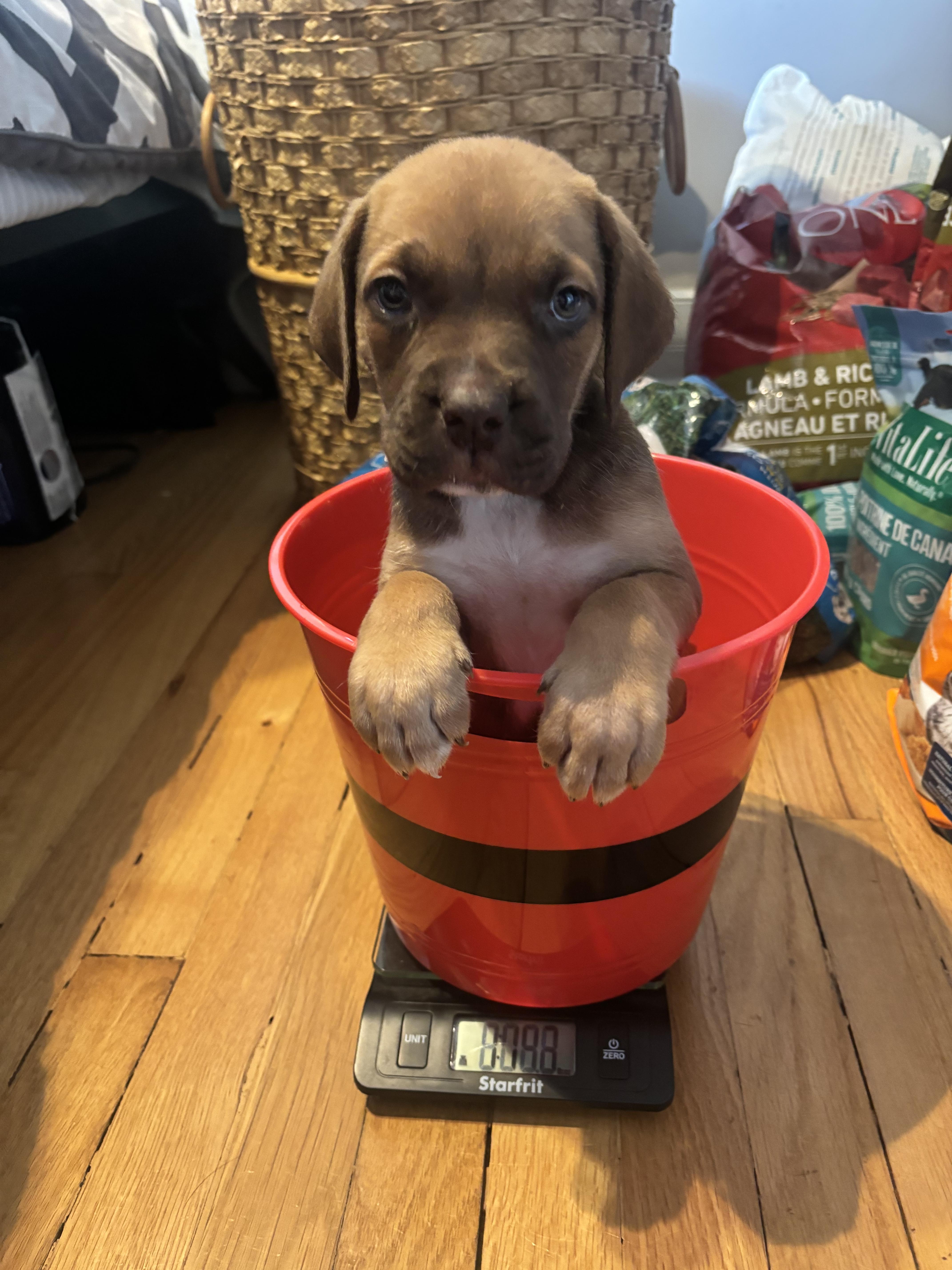 Enlarge Stuie, an adopted mixed breed in Winnipeg, MB image 4/5