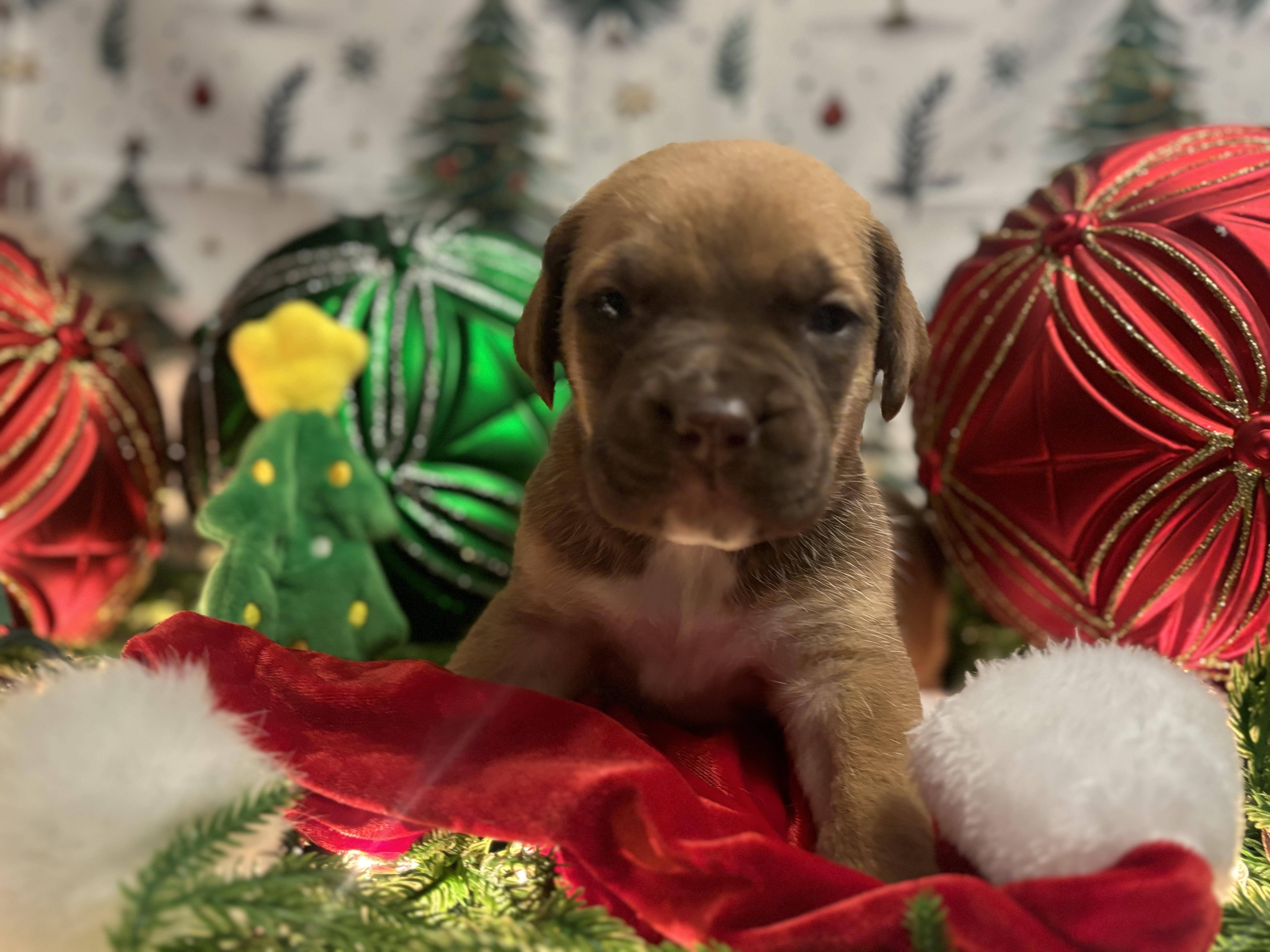 Enlarge Stuie, an adopted mixed breed in Winnipeg, MB image 3/5