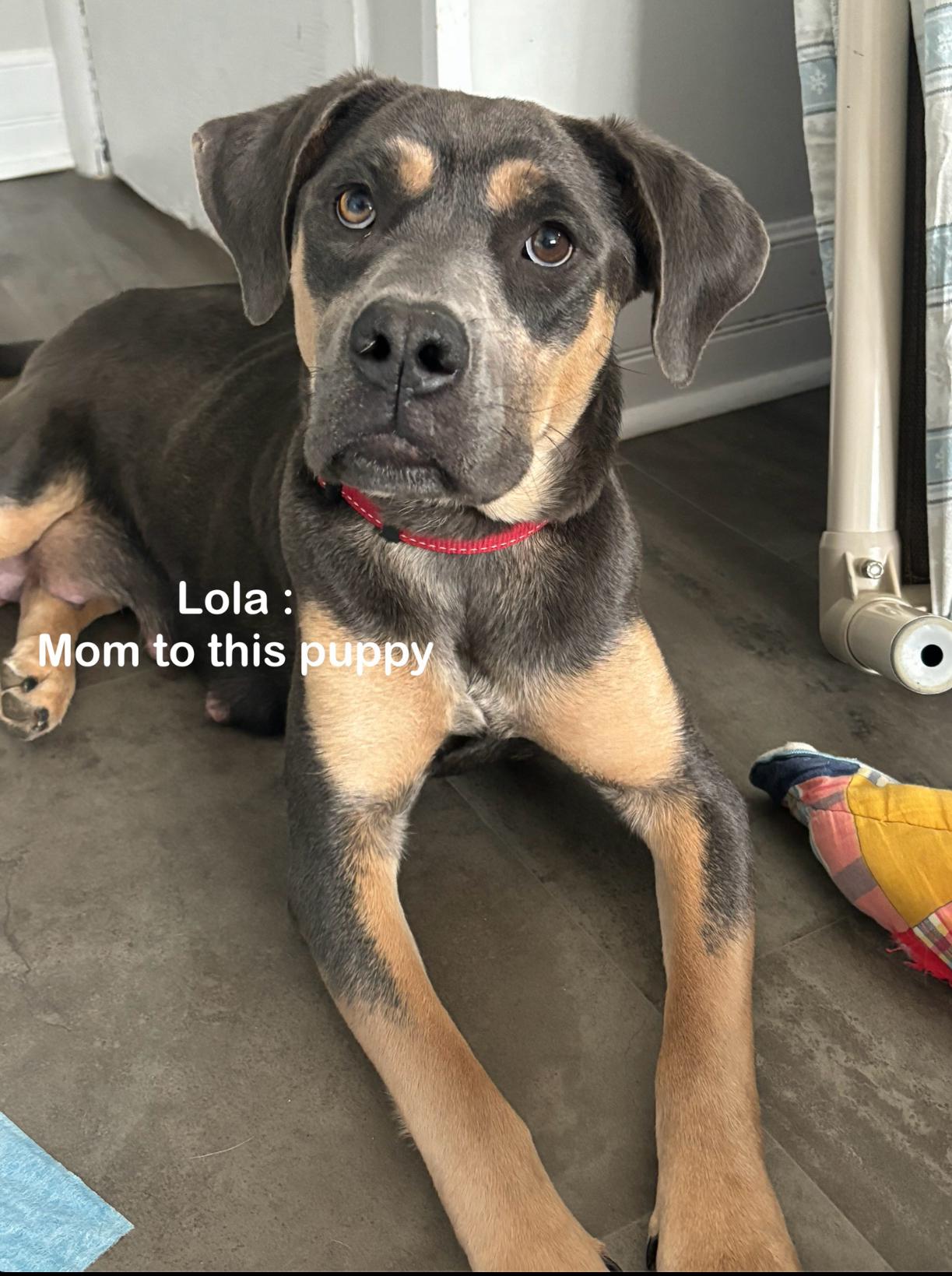 Enlarge Stuie, an adopted mixed breed in Winnipeg, MB image 5/5