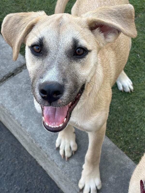 Christina Waguilera, Adoptable, Puppy Female Pit Bull Terrier & Husky.