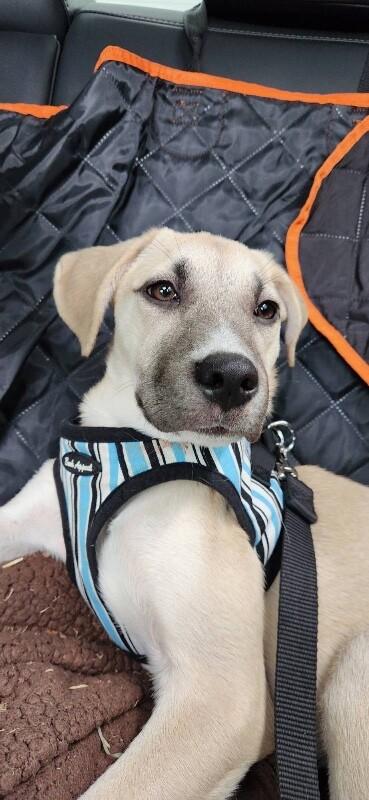 Christina Waguilera, a Adoptable mixed breed in Van Nuys, CA image 2/6