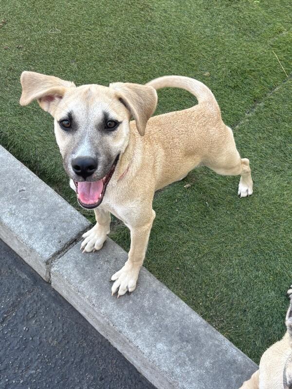 Christina Waguilera, a Adoptable mixed breed in Van Nuys, CA image 3/6