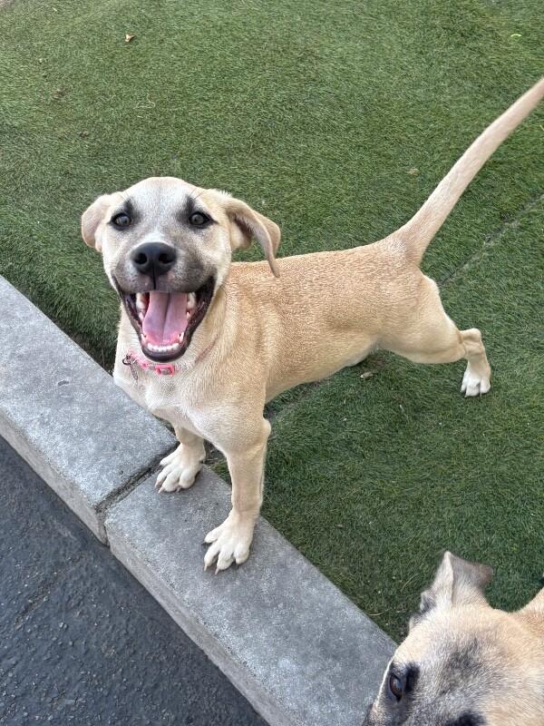 Christina Waguilera, a Adoptable mixed breed in Van Nuys, CA image 4/6
