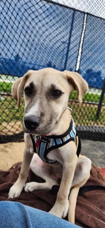 Christina Waguilera, a Adoptable mixed breed in Van Nuys, CA image 5/6