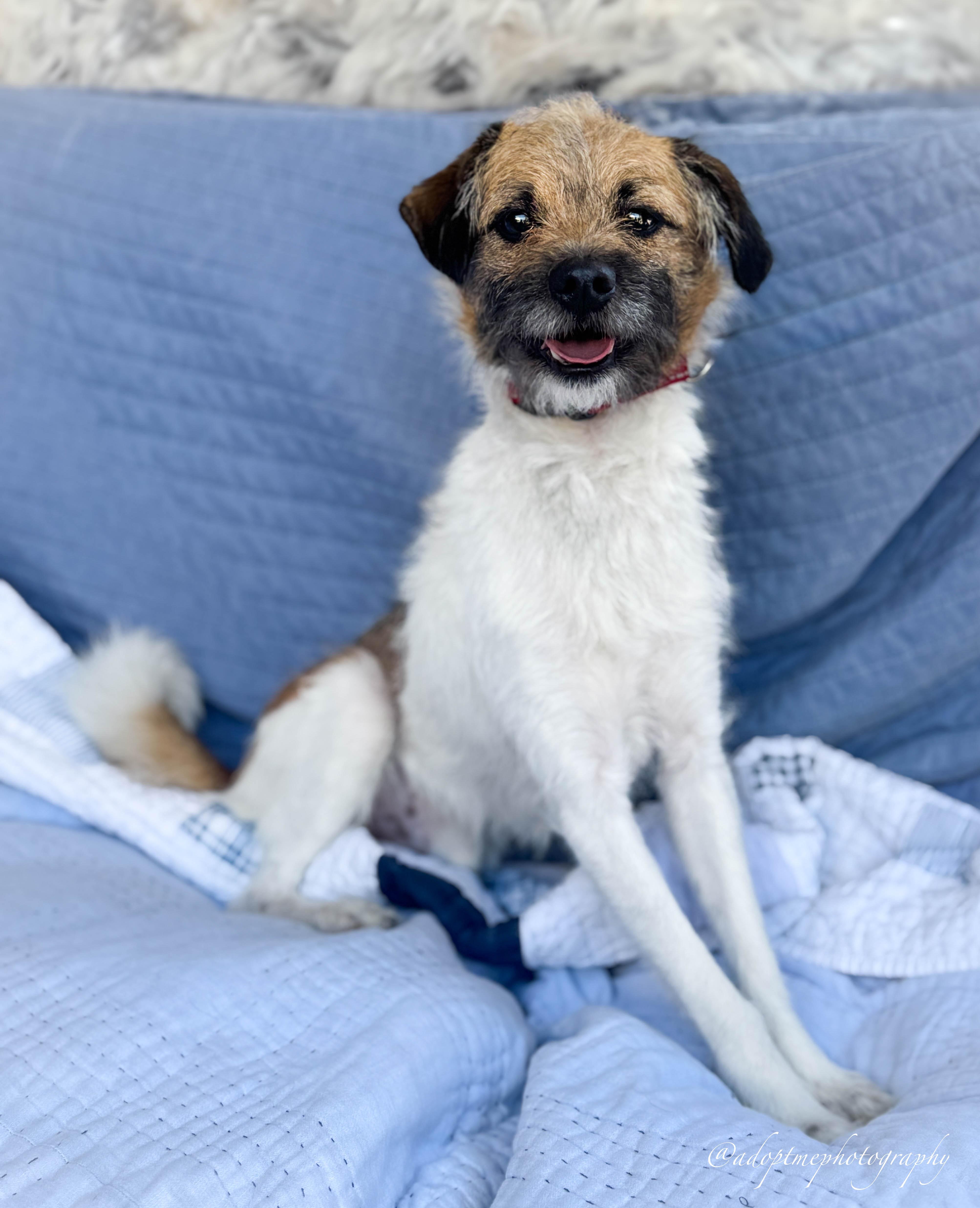 Hendrix, a ADOPTABLE mixed breed in San Pedro, CA image 4/4