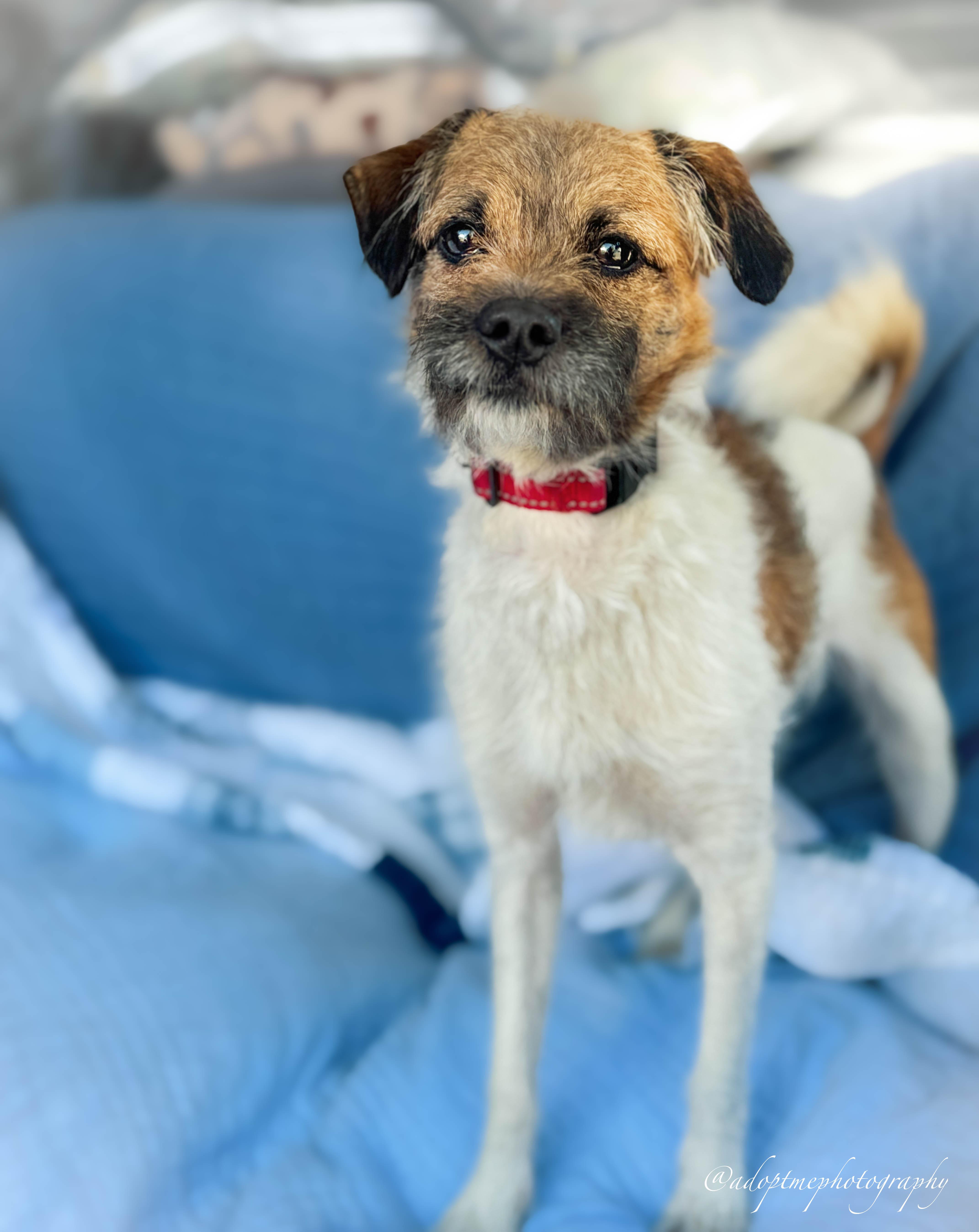 Hendrix, a ADOPTABLE mixed breed in San Pedro, CA image 2/4