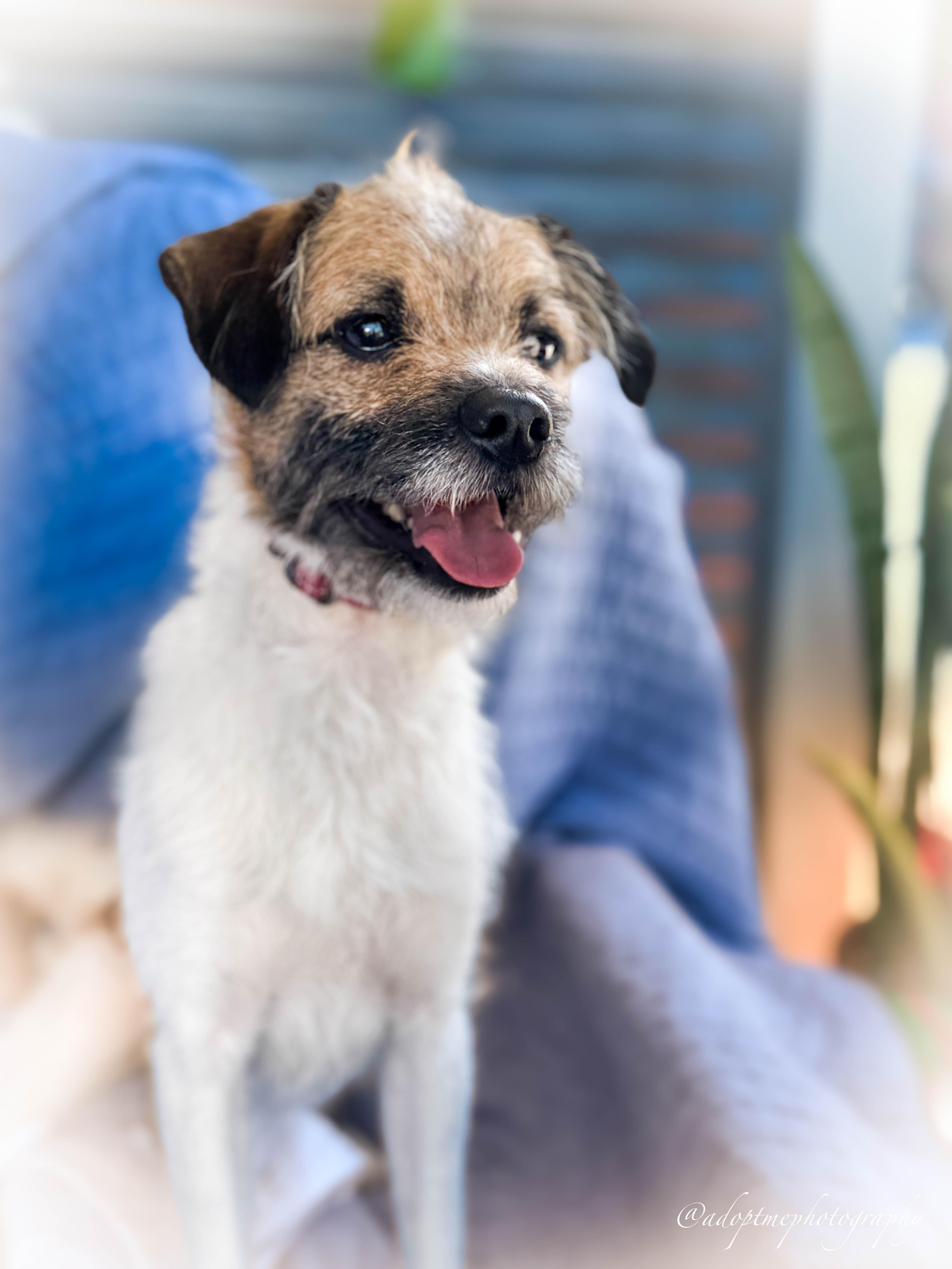 Hendrix, a ADOPTABLE mixed breed in San Pedro, CA image 3/4