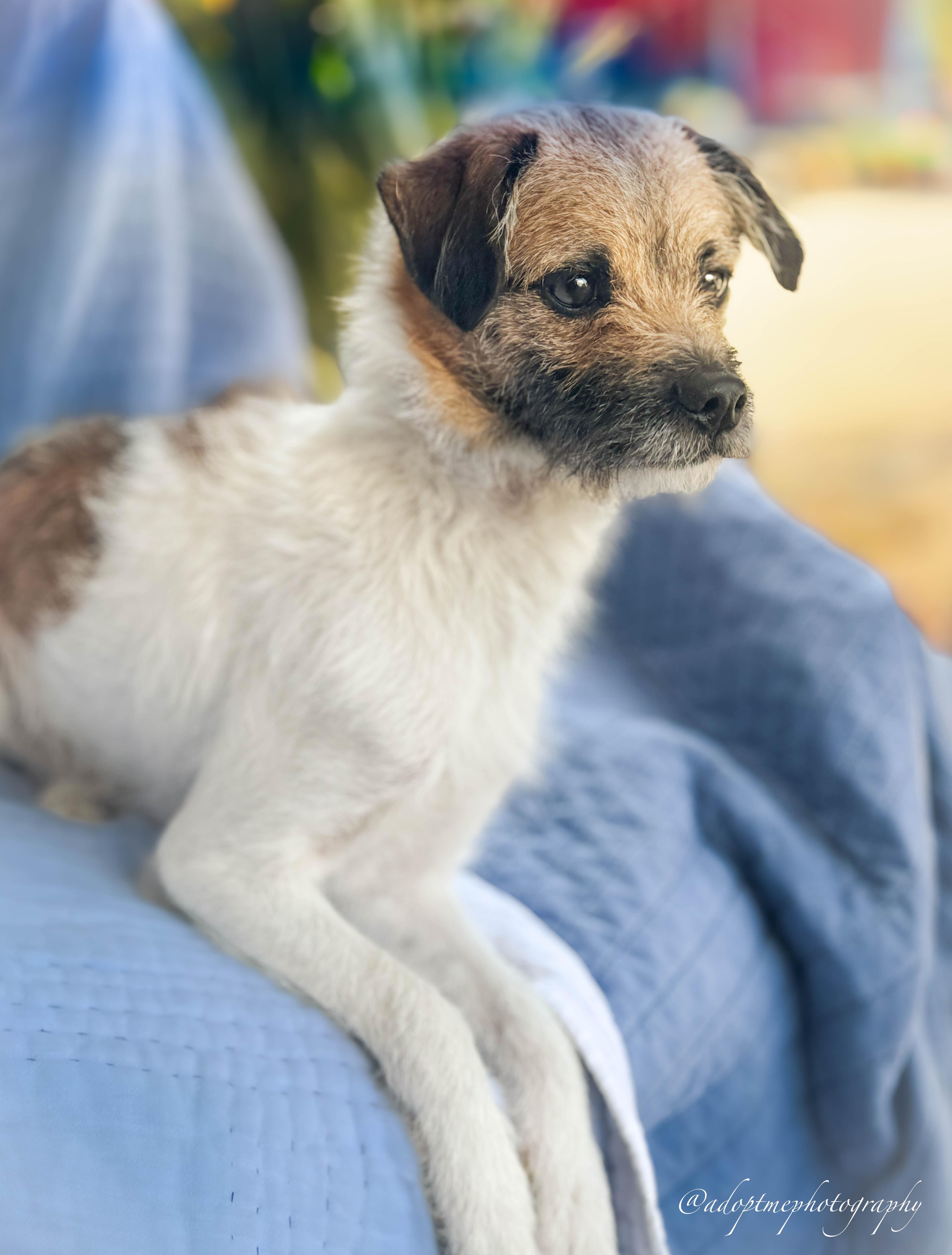 Hendrix, a ADOPTABLE mixed breed in San Pedro, CA image 1/4