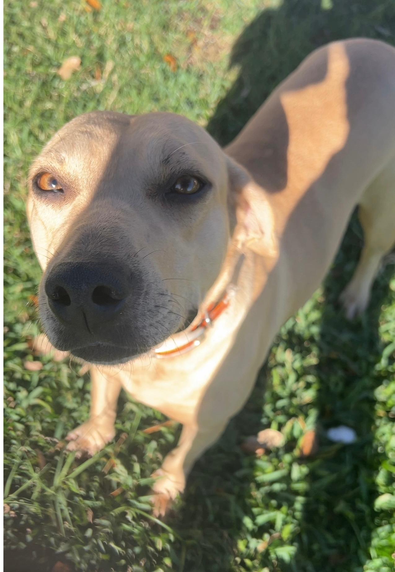 Enlarge Dolly, a Adoptable mixed breed in Maple Shade, NJ image 3/4