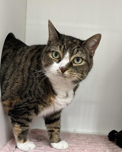 Dory, Adoptable, Senior Female Domestic Short Hair & Domestic Short Hair.