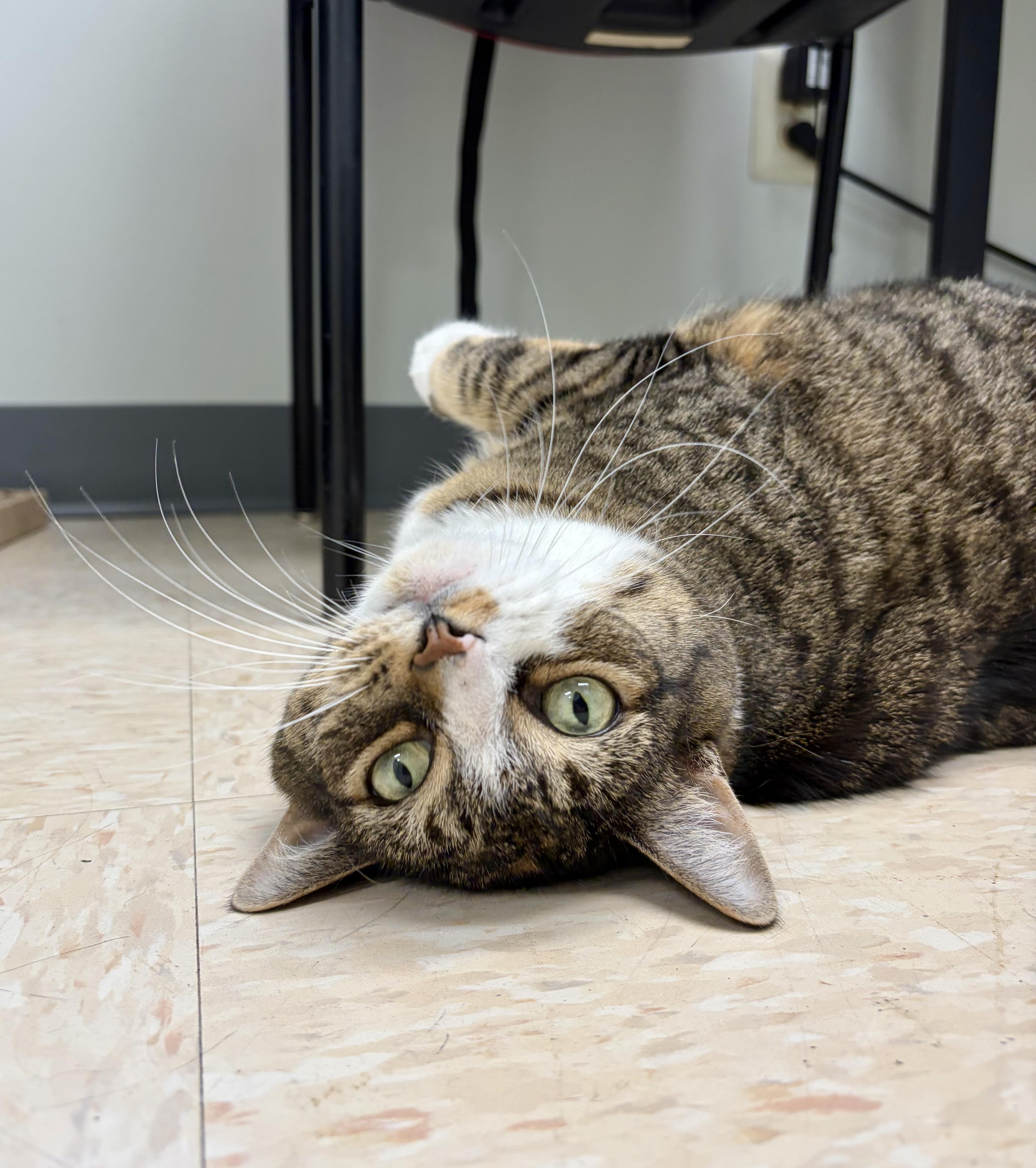 Enlarge Dory, a Adoptable mixed breed in New Hope, PA image 4/4